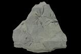 Pennsylvanian Fossil Horsetail (Annularia) Plate - Kentucky #138528-1